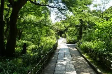 One of many small paths among the trees.
