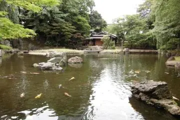 Colourful carp
