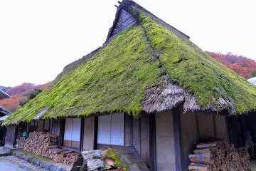 Gulma dan lumut tumbuh di atap jerami sebuah rumah tua Jepang