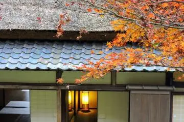 오렌지색 나뭇잎은 일본의 오래된 집의 램프처럼 거의 밝게 빛난다