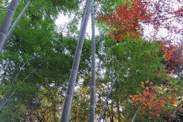 일본의 가을은 정말 환상적이야!
