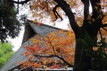 오렌지색 단풍잎과 초가지붕