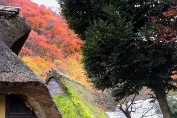 초가집 지붕은 가을 색깔과 함께 매우 아름다워 보인다