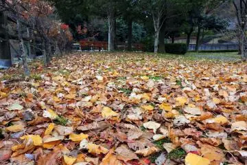 공원 내 땅에 카펫을 깔고 있는 누런 낙엽과 갈색