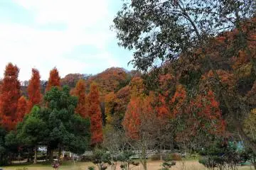가을이 끝날 무렵, 전경에 있는 나무는 왠지 슬퍼 보인다.
