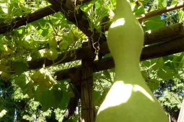 사진에 담긴 박뿐만 아니라 5월부터 9월까지 정원에는 다양한 꽃들이 핀다.