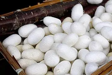 비단 번데기
