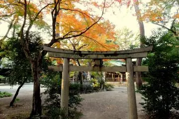<p>Stone torii under tall maple trees</p>