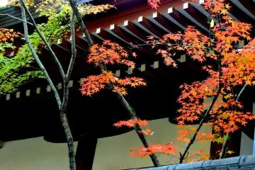 <p>Orange maple leaves against the dark wood of the eaves</p>