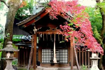 <p>A branch of red leaves hangs over a small shrine building</p>