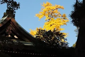 <p>A tall yellow gingko tree catches the light &nbsp;</p>