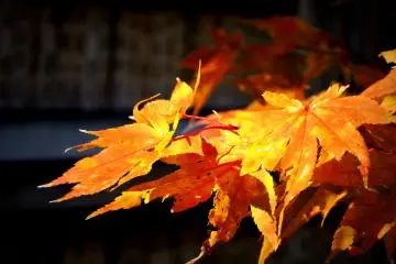 <p>Beautiful orange maple leaves</p>