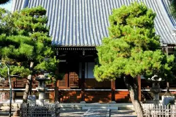 <p>Small pine trees either side of the path</p>