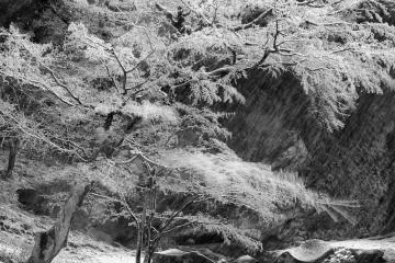 Snow in the garden