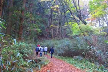 A nice hike through the woods in a the cool autumn air