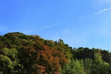 10월 중순 맑고 푸른 하늘 아래서 색이 변하는 나무들