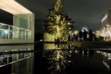 <p>The trees glow in the night air and make great reflections in the water near the park.&nbsp;</p>