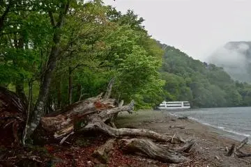 A lot of driftwood collects along the shore.