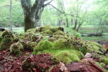 Where there is wetlands, there is moss.
