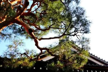 <p>Twisted branches of a large red pine</p>