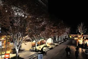 <p>Illuminated tree-lined street</p>