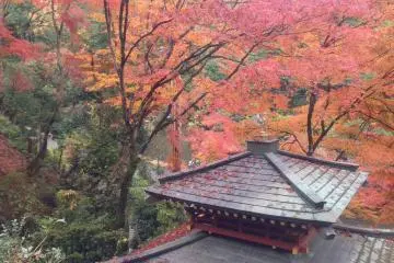 <p>Gorgeous autumn leaves</p>