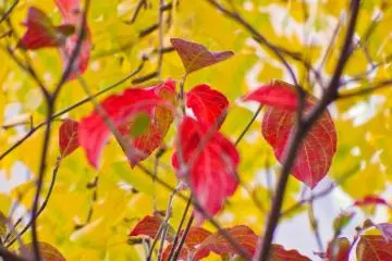Some deep red leaves contrasting perfectly against many of the Park's bright yellow leaves