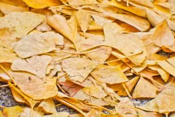 Some of the leaves beginning to fall, signaling the onset of winter