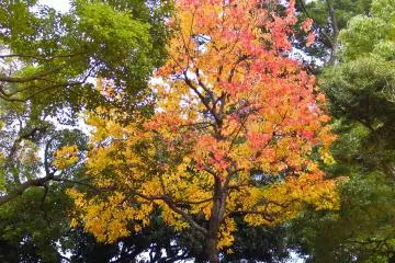 In amongst the bright yellow and red leaves is this interesting tree which boasts both colors
