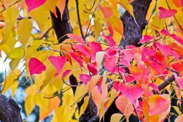 You can lose yourself for several moments amongst the rich colors