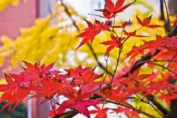 One of the only times of the year when you can see nature's colors contrasting against each other, some perfectly