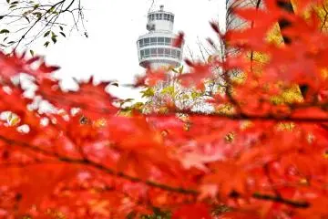 Yokohama&rsquo;s Marine Tower peering out above some of the very colorful autumn foliage
