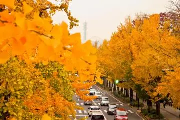 A view from above! Yamashita-Dori&rsquo;s main road illuminated on both sides by the bright yellow colored leaves. Minato Mirai&rsquo;s Docomo Tower and Big Wheel are just about visible in the background