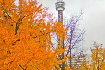 Another view of Yokohama&rsquo;s Marine Tower in amongst the bright yellow autumn foliage