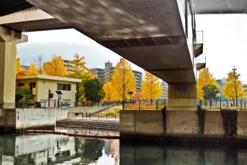 <p>Across the other side of the river near Minami-Oota Station is a small park which makes a great place to rest whilst gazing up at the bright yellow leaves</p>