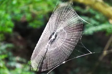 Close encounters of the eight legged kind! The first of many large spider webs which, for some reason, can be found in abundance along Mount Takao’s slopes