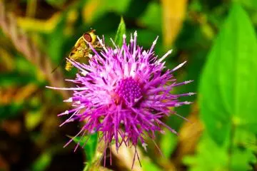 <p>Some colorful flowers being pollinated by a bee</p>