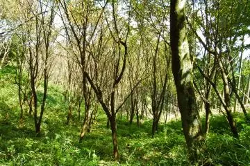 <p>At certain parts of the route, the forest became very dense</p>