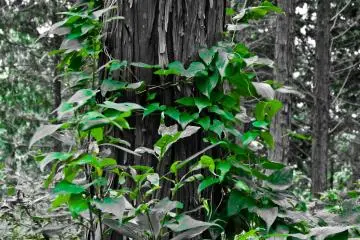 <p>Several trees covered in dense vegetation</p>