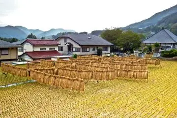 <p>Crossing the boundary line into Kanagawa Prefecture where I passed several rice fields</p>