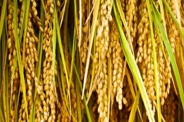 <p>Within these fields were many bundles of rice which looked ready for harvesting</p>