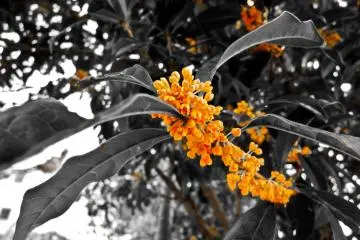 <p>Some very colorful &ldquo;Kinmokusei&rdquo;, (Orange Osmanthus) located along the lake's northern shore</p>