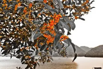 <p>This pleasant flower contrasts perfectly when viewed with Lake Sagami in the background</p>