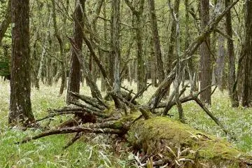 Basically, the north part has scattered low trees with reeds.