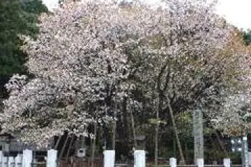 Princess Chujo Seigan Cherry Tree