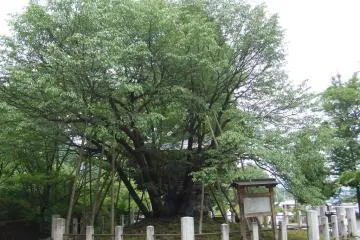Princess Chujo Seigan Cherry Tree