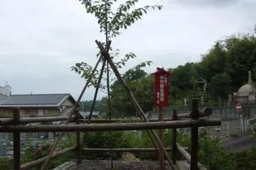The Second to The Seedling