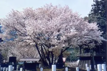 中将公主誓願樱花