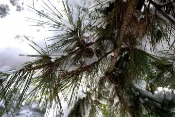<p>Snow on pine needles</p>
