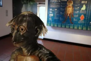 <p>Model of a kappa in front of an explanation poster</p>